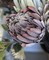 Faux King Protea Flower Stem Lifelike Floral 26 Inch Blush Green Home Arrangement